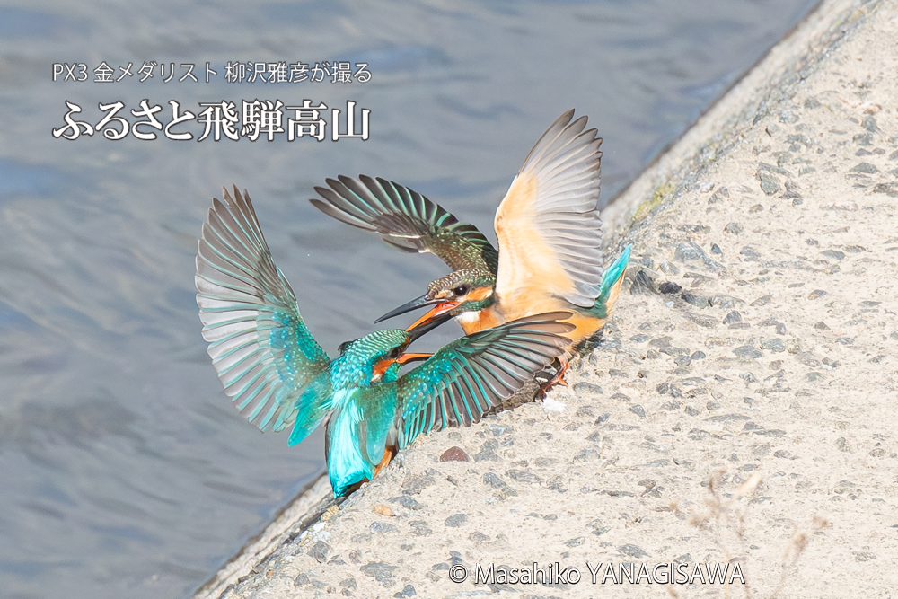 飛騨高山に棲むカワセミの写真。撮影・柳沢雅彦