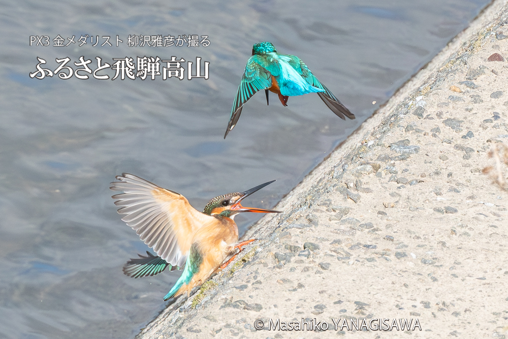 飛騨高山に棲むカワセミの写真。撮影・柳沢雅彦