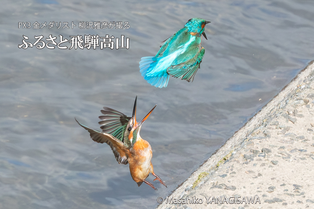 飛騨高山に棲むカワセミの写真。撮影・柳沢雅彦