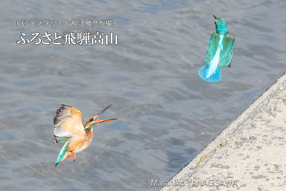 飛騨高山に棲むカワセミの写真。撮影・柳沢雅彦