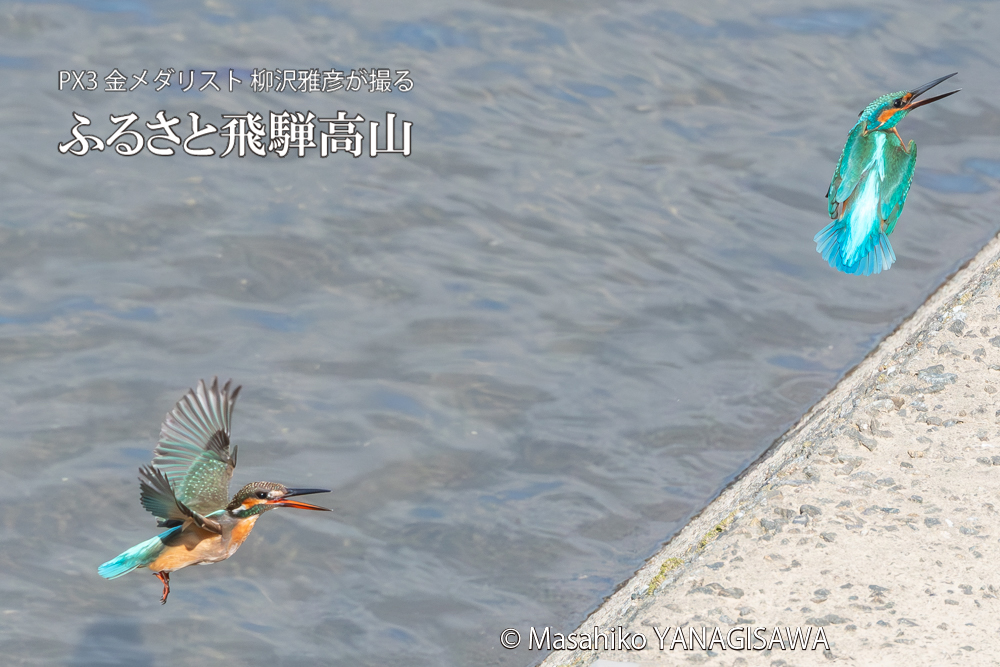 飛騨高山に棲むカワセミの写真。撮影・柳沢雅彦
