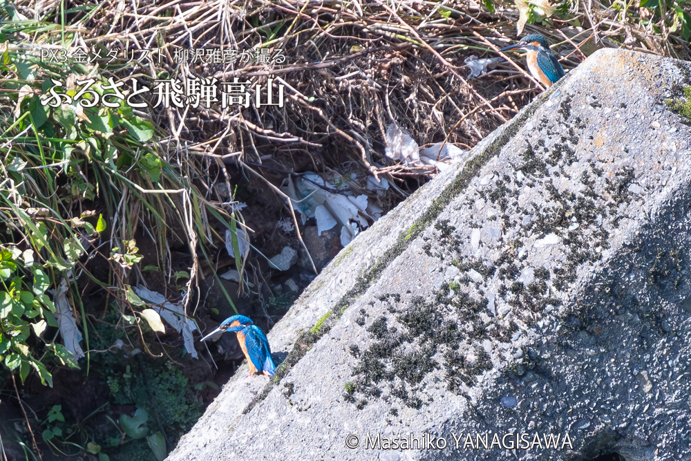 飛騨高山に棲むカワセミの写真。撮影・柳沢雅彦