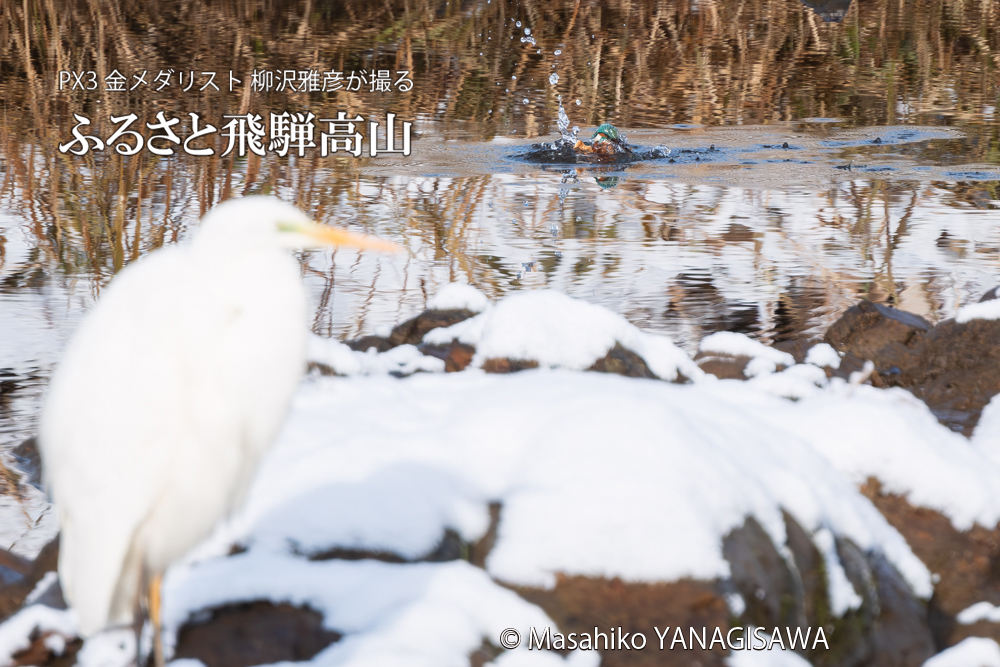飛騨高山に棲むカワセミとダイサギの写真。撮影・柳沢雅彦