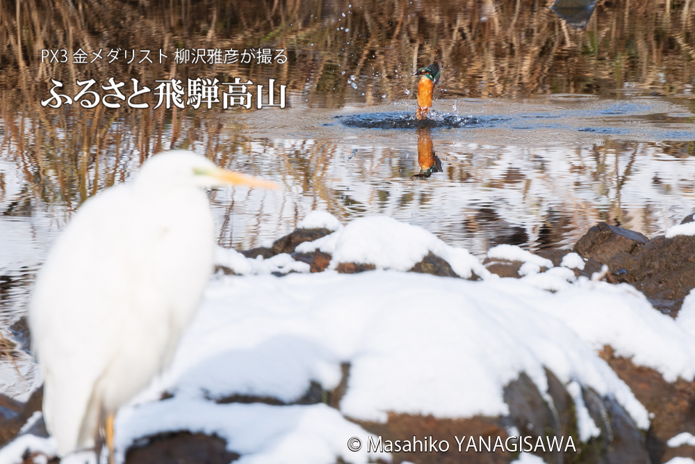 飛騨高山に棲むカワセミとダイサギの写真。撮影・柳沢雅彦