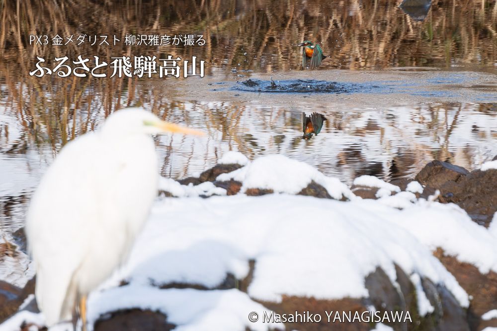飛騨高山に棲むカワセミとダイサギの写真。撮影・柳沢雅彦