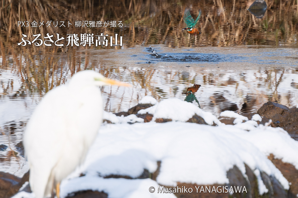 飛騨高山に棲むカワセミとダイサギの写真。撮影・柳沢雅彦