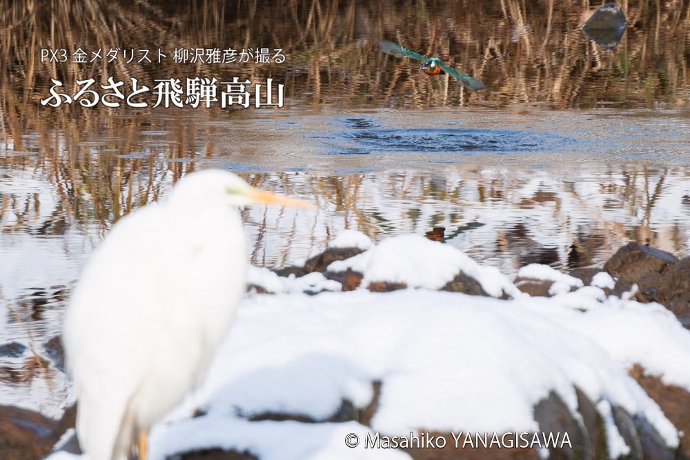 飛騨高山に棲むカワセミとダイサギの写真。撮影・柳沢雅彦
