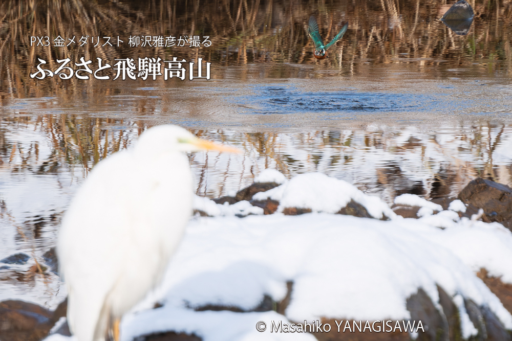 飛騨高山に棲むカワセミとダイサギの写真。撮影・柳沢雅彦