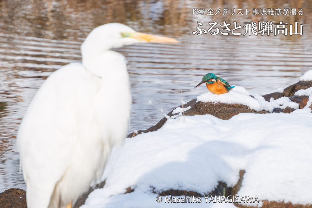 飛騨高山に棲むカワセミとダイサギの写真。撮影・柳沢雅彦