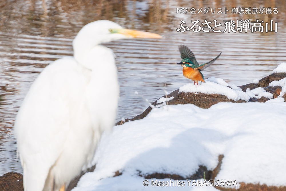 飛騨高山に棲むカワセミとダイサギの写真。撮影・柳沢雅彦