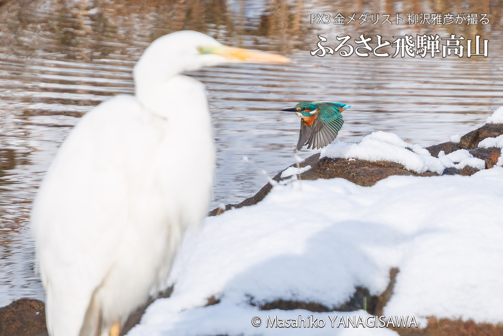 飛騨高山に棲むカワセミとダイサギの写真。撮影・柳沢雅彦