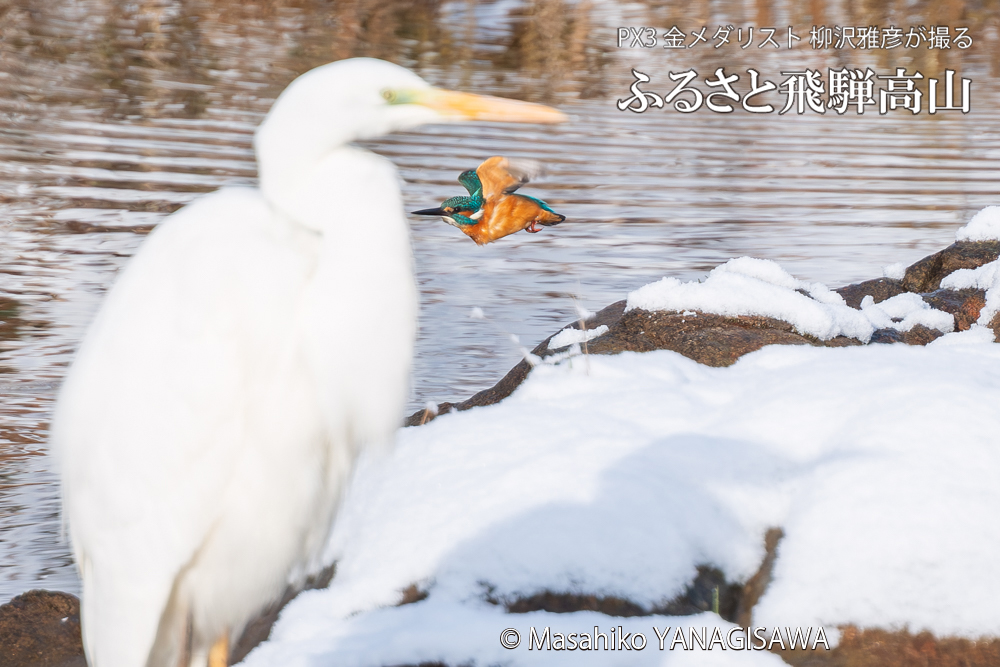 飛騨高山に棲むカワセミとダイサギの写真。撮影・柳沢雅彦