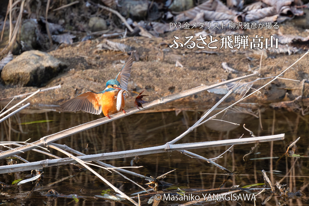 飛騨高山に棲むカワセミの写真。撮影・柳沢雅彦