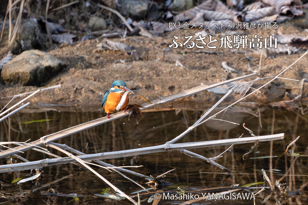 飛騨高山に棲むカワセミの写真。撮影・柳沢雅彦