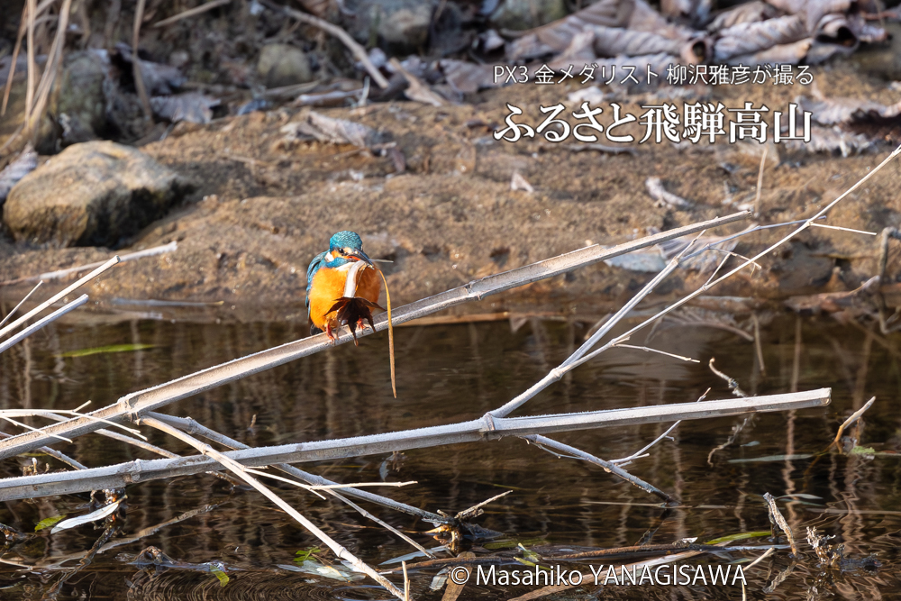 飛騨高山に棲むカワセミの写真。撮影・柳沢雅彦