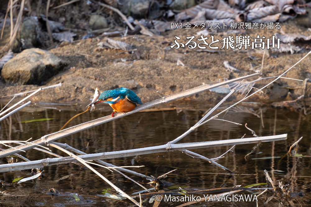 飛騨高山に棲むカワセミの写真。撮影・柳沢雅彦