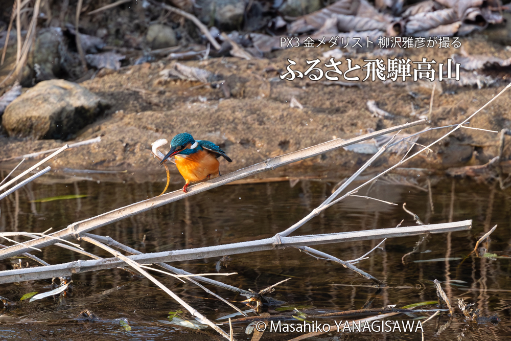 飛騨高山に棲むカワセミの写真。撮影・柳沢雅彦
