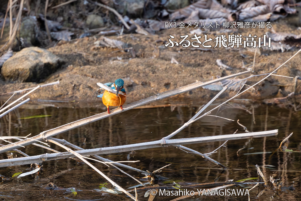 飛騨高山に棲むカワセミの写真。撮影・柳沢雅彦