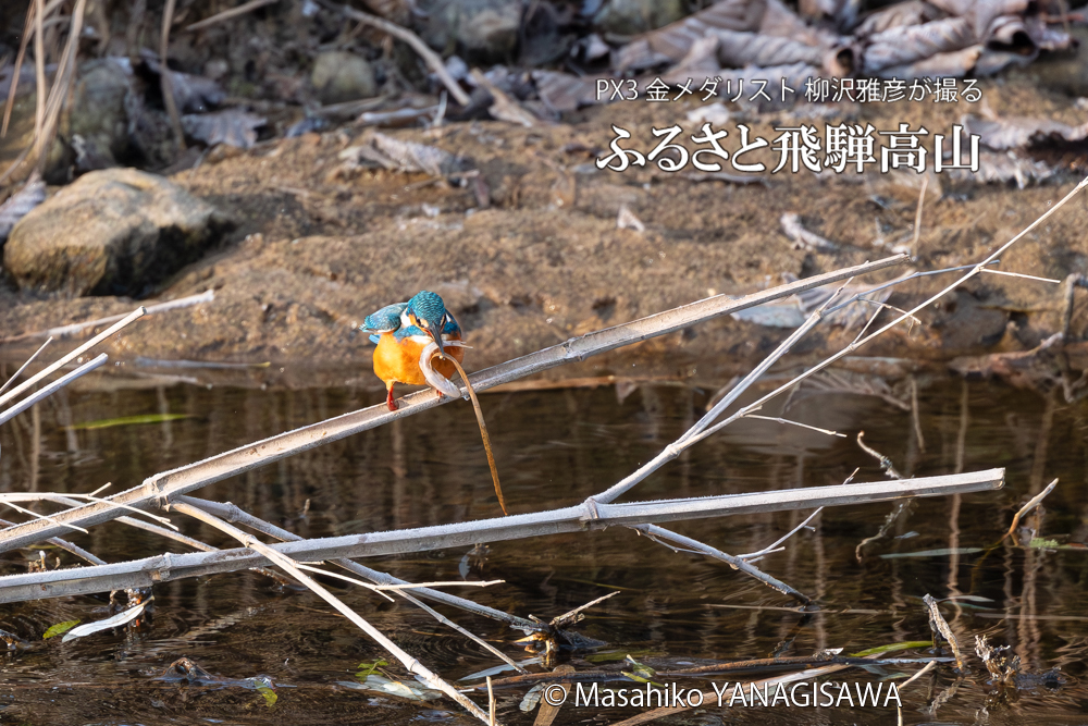 飛騨高山に棲むカワセミの写真。撮影・柳沢雅彦