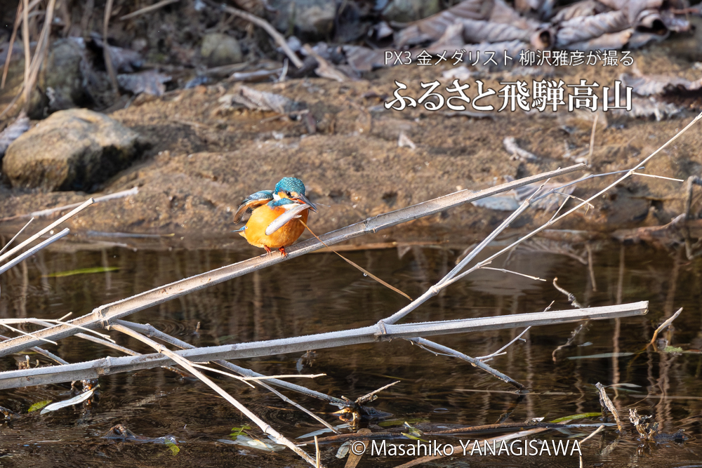 飛騨高山に棲むカワセミの写真。撮影・柳沢雅彦