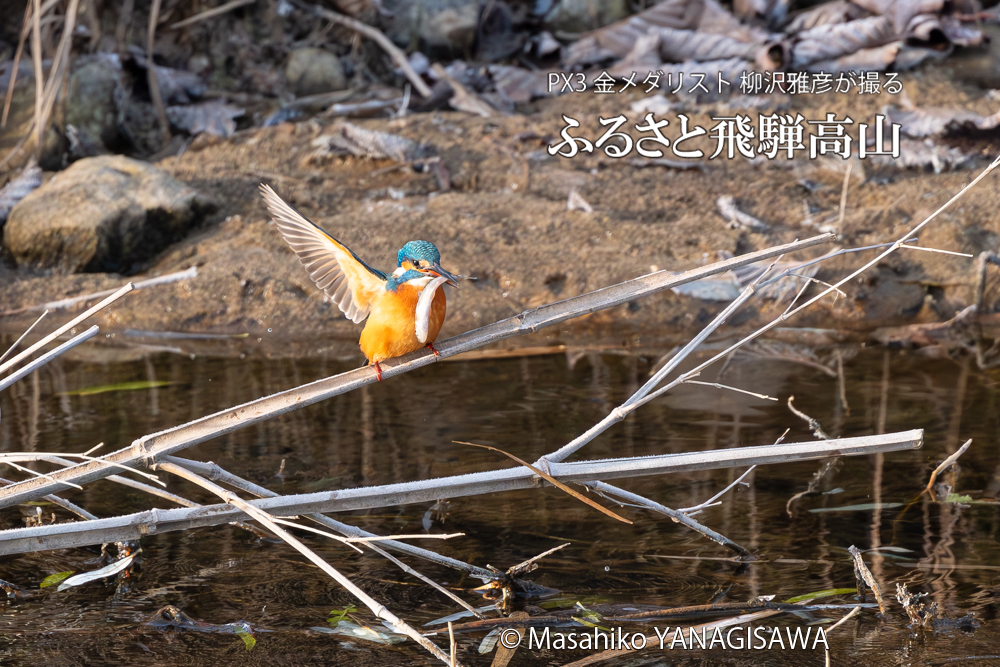 飛騨高山に棲むカワセミの写真。撮影・柳沢雅彦