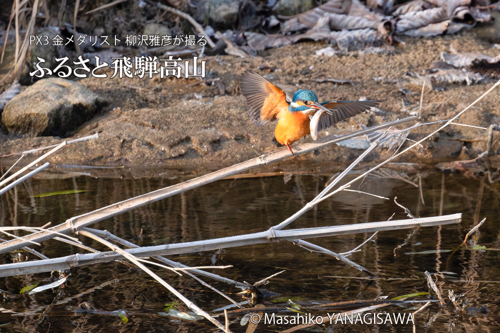 飛騨高山に棲むカワセミの写真。撮影・柳沢雅彦