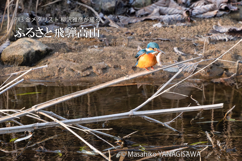 飛騨高山に棲むカワセミの写真。撮影・柳沢雅彦