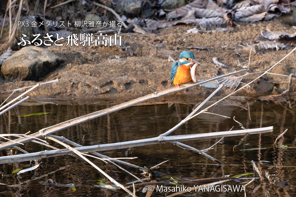 飛騨高山に棲むカワセミの写真。撮影・柳沢雅彦