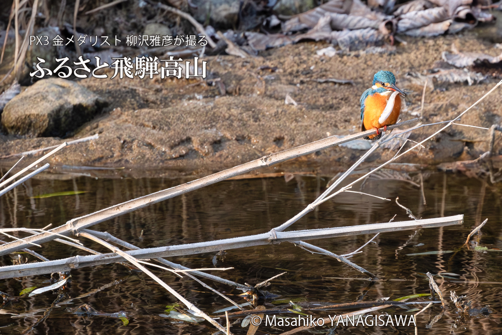 飛騨高山に棲むカワセミの写真。撮影・柳沢雅彦