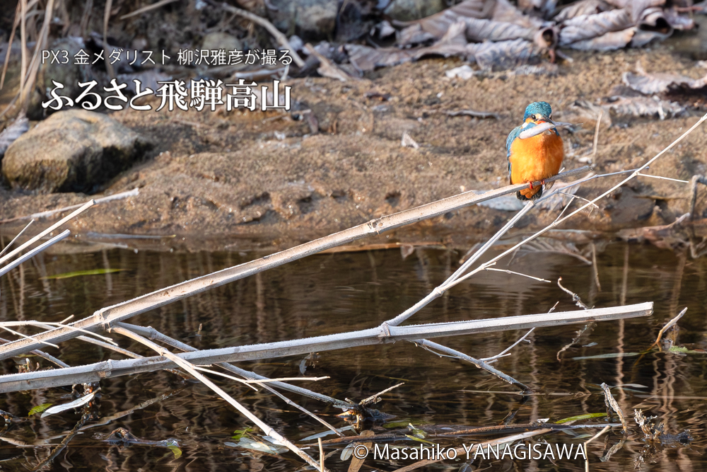 飛騨高山に棲むカワセミの写真。撮影・柳沢雅彦