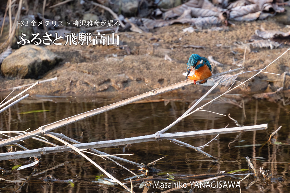 飛騨高山に棲むカワセミの写真。撮影・柳沢雅彦