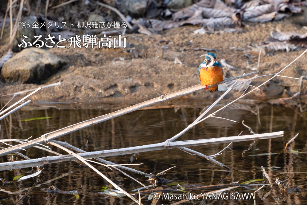 飛騨高山に棲むカワセミの写真。撮影・柳沢雅彦