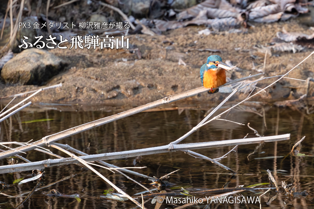 飛騨高山に棲むカワセミの写真。撮影・柳沢雅彦