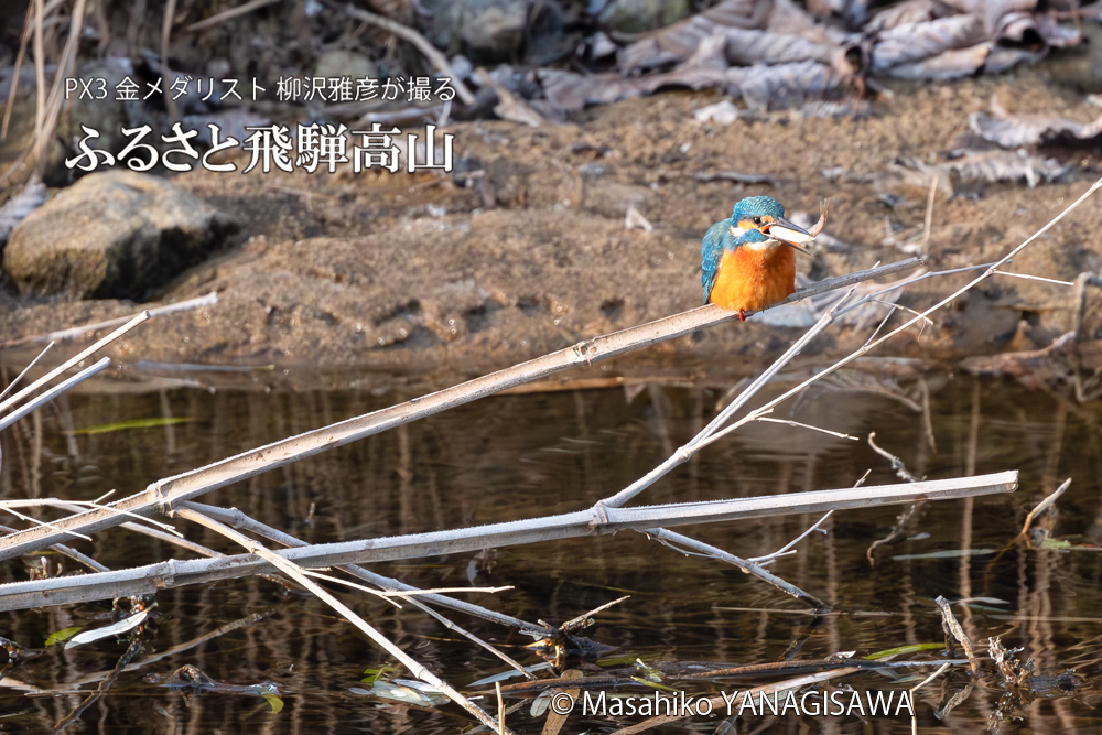 飛騨高山に棲むカワセミの写真。撮影・柳沢雅彦