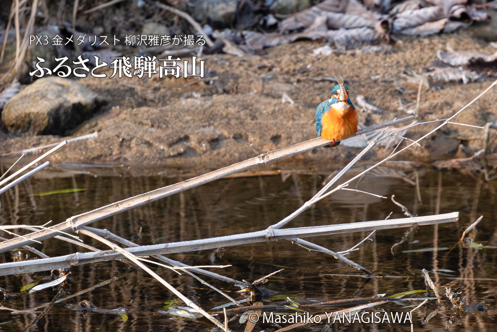 飛騨高山に棲むカワセミの写真。撮影・柳沢雅彦