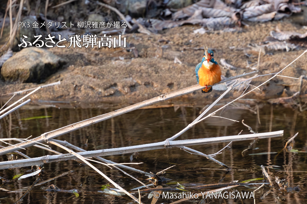 飛騨高山に棲むカワセミの写真。撮影・柳沢雅彦