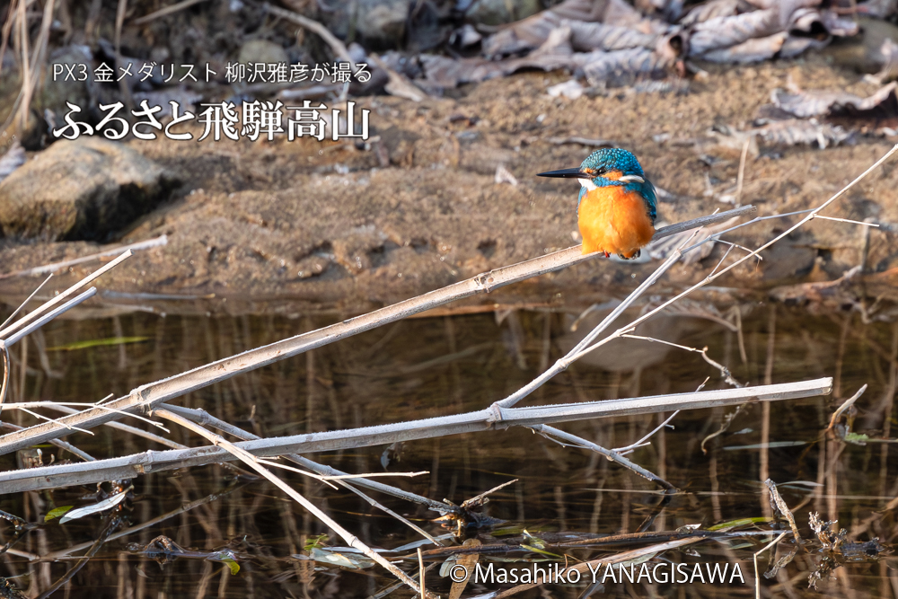 飛騨高山に棲むカワセミの写真。撮影・柳沢雅彦