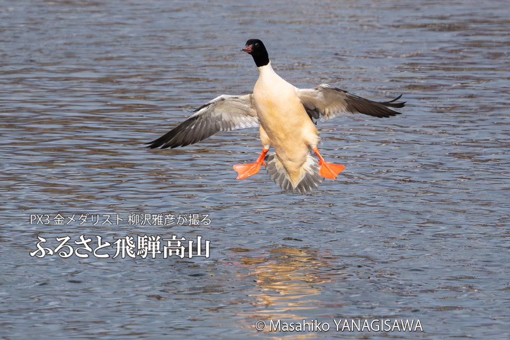 飛騨高山に棲むカワアイサの写真。撮影・柳沢雅彦