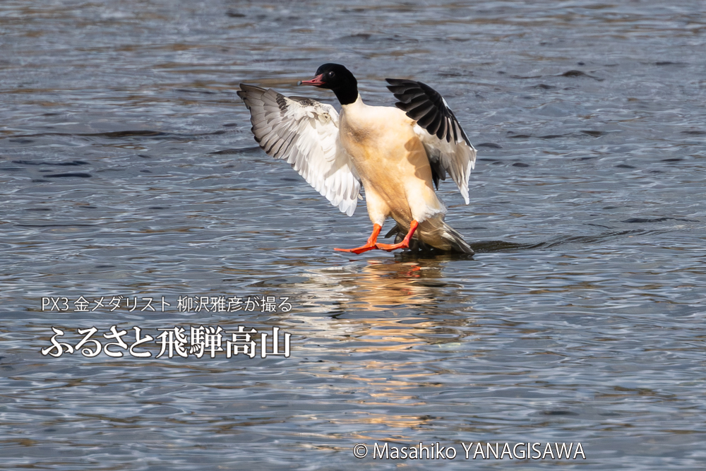 飛騨高山に棲むカワアイサの写真。撮影・柳沢雅彦