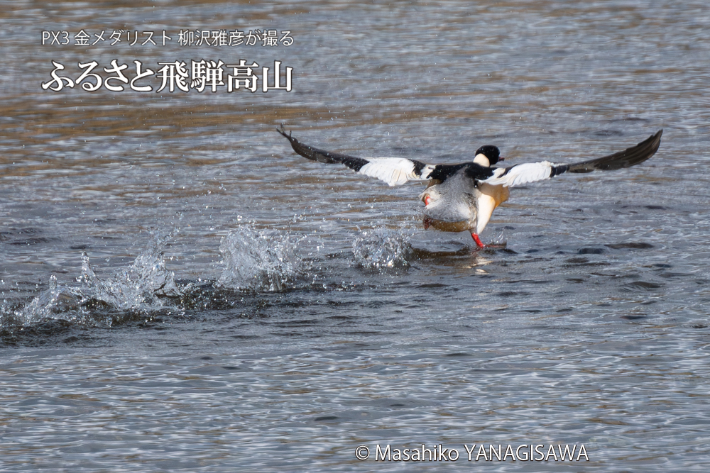 飛騨高山に棲むカワアイサの写真。撮影・柳沢雅彦