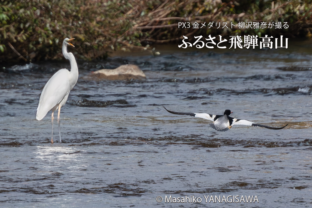 飛騨高山に棲むカワアイサとダイサギの写真。撮影・柳沢雅彦