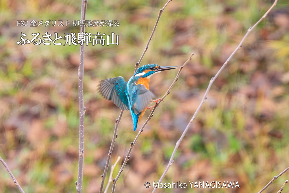 飛騨高山に棲むカワセミの写真。撮影・柳沢雅彦
