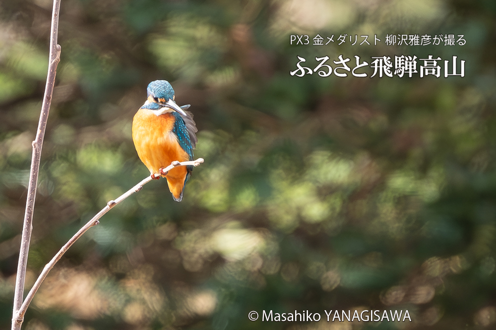 飛騨高山に棲むカワセミの写真。撮影・柳沢雅彦
