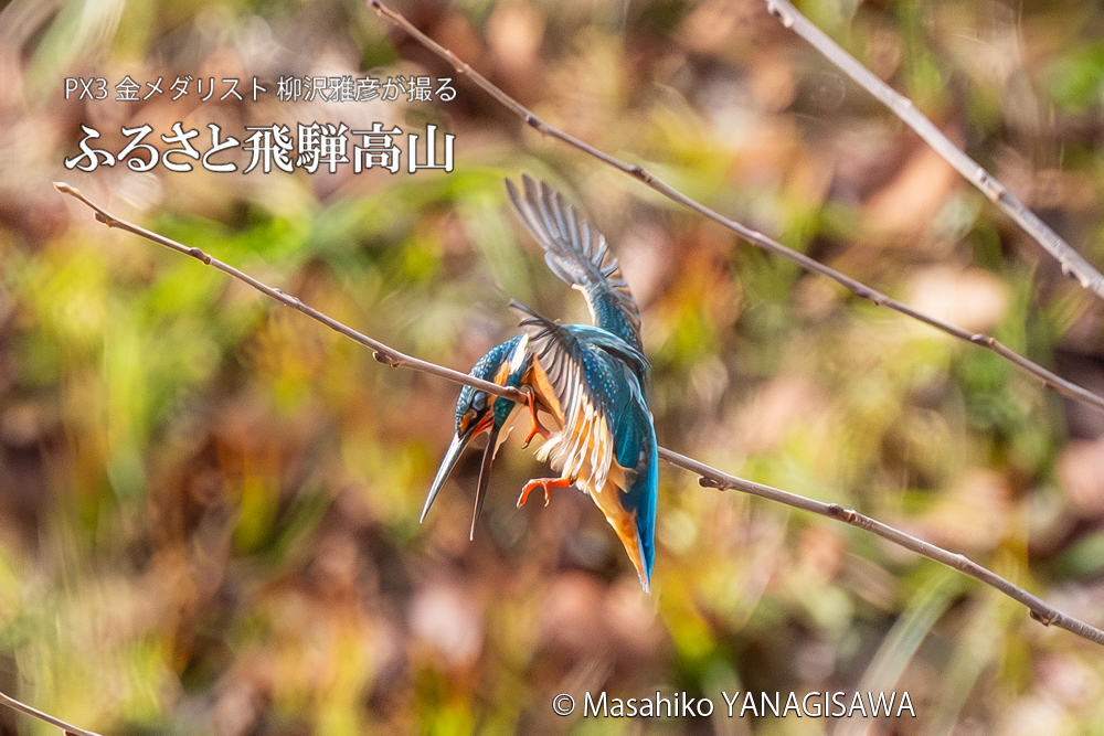 飛騨高山に棲むカワセミの写真。撮影・柳沢雅彦