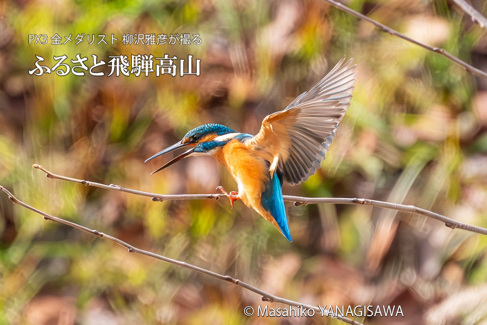 飛騨高山に棲むカワセミの写真。撮影・柳沢雅彦