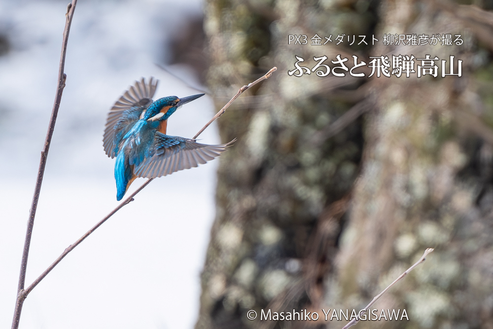 飛騨高山に棲むカワセミの写真。撮影・柳沢雅彦