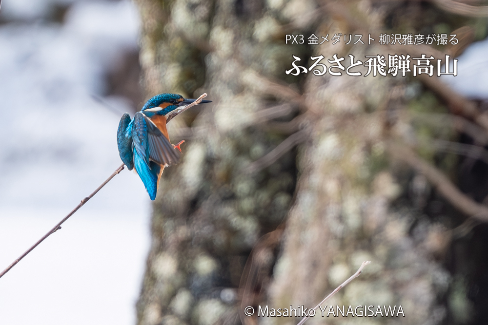 飛騨高山に棲むカワセミの写真。撮影・柳沢雅彦