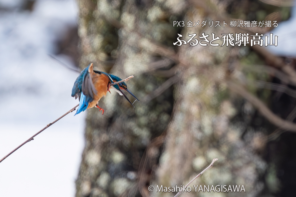 飛騨高山に棲むカワセミの写真。撮影・柳沢雅彦