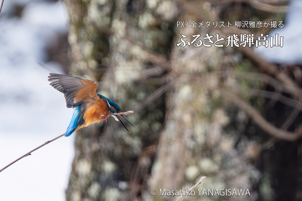 飛騨高山に棲むカワセミの写真。撮影・柳沢雅彦