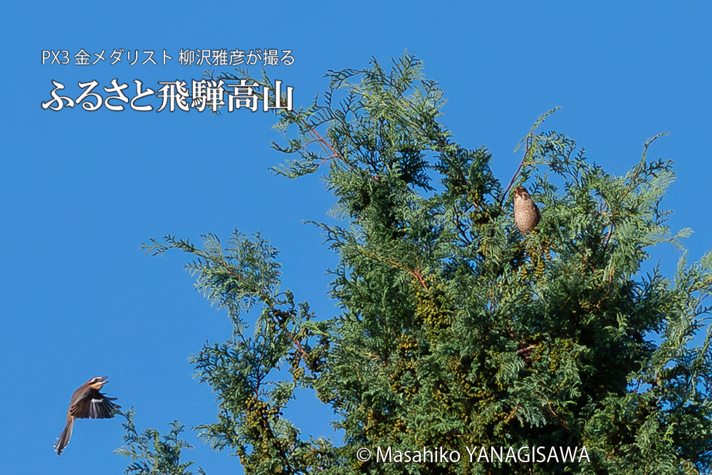 飛騨高山に棲むモズの写真。撮影・柳沢雅彦
